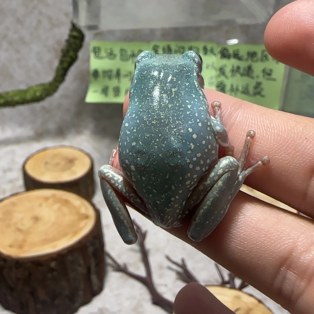 老爷树蛙8 奥蓝金雪金背