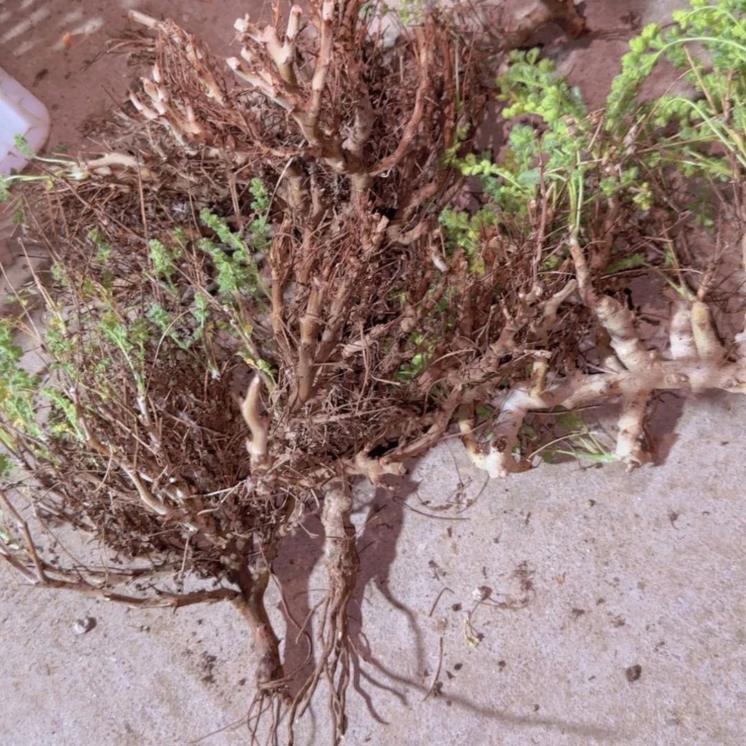 块根植物块根植物