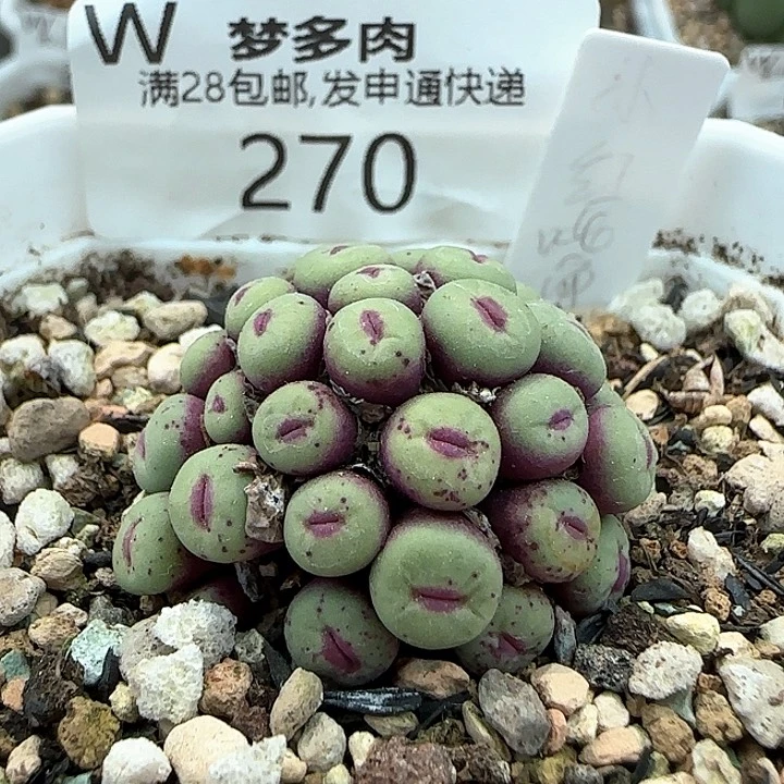 w270。   小红嘴优秀群。