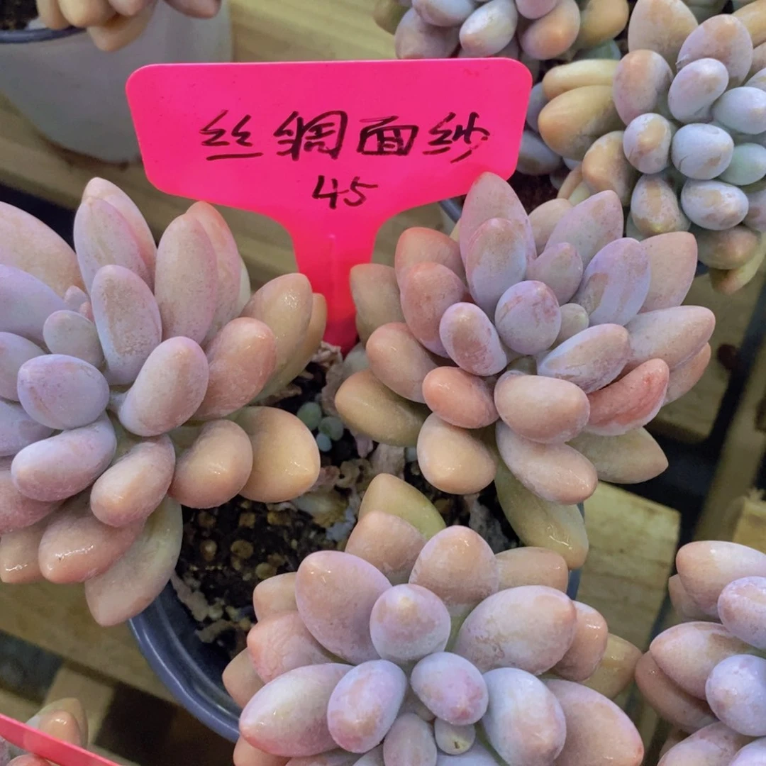 开心多肉，一物一拍