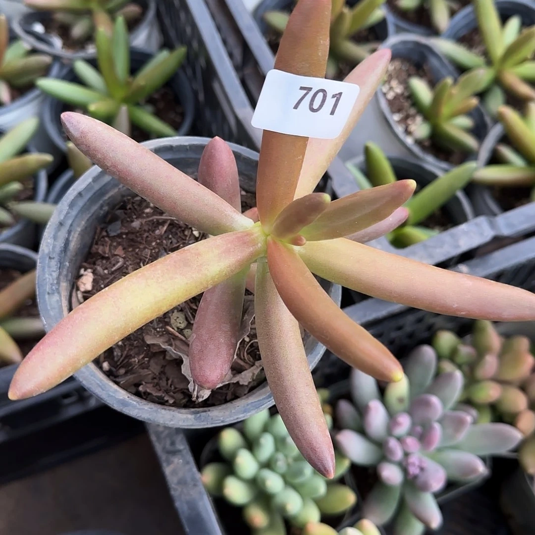 ?****?701号 一物一拍