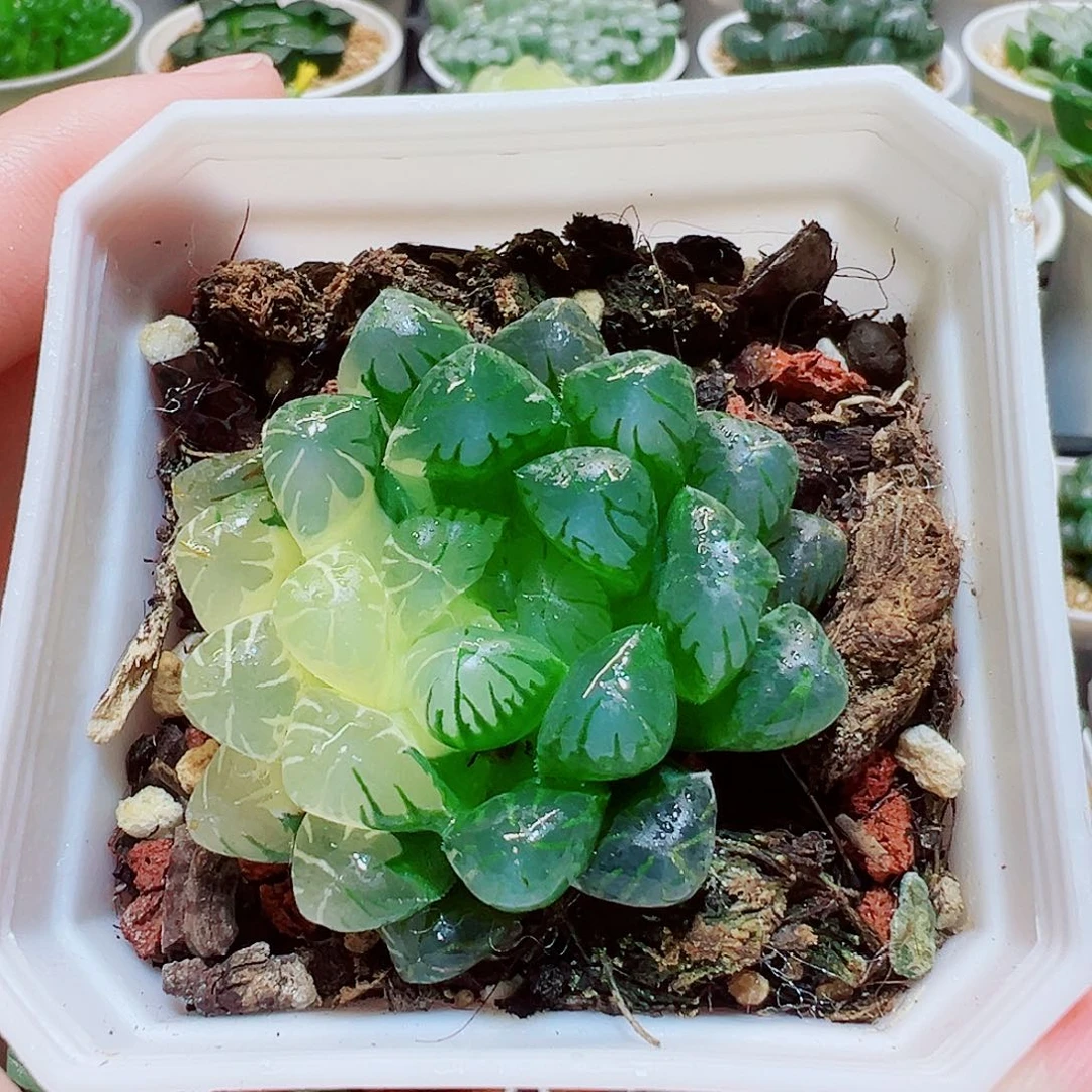 直播间，冰灯玉露锦，30