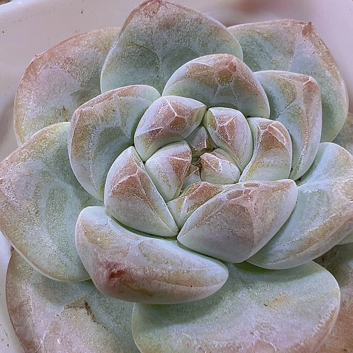 单头刚毅19包邮多肉植物