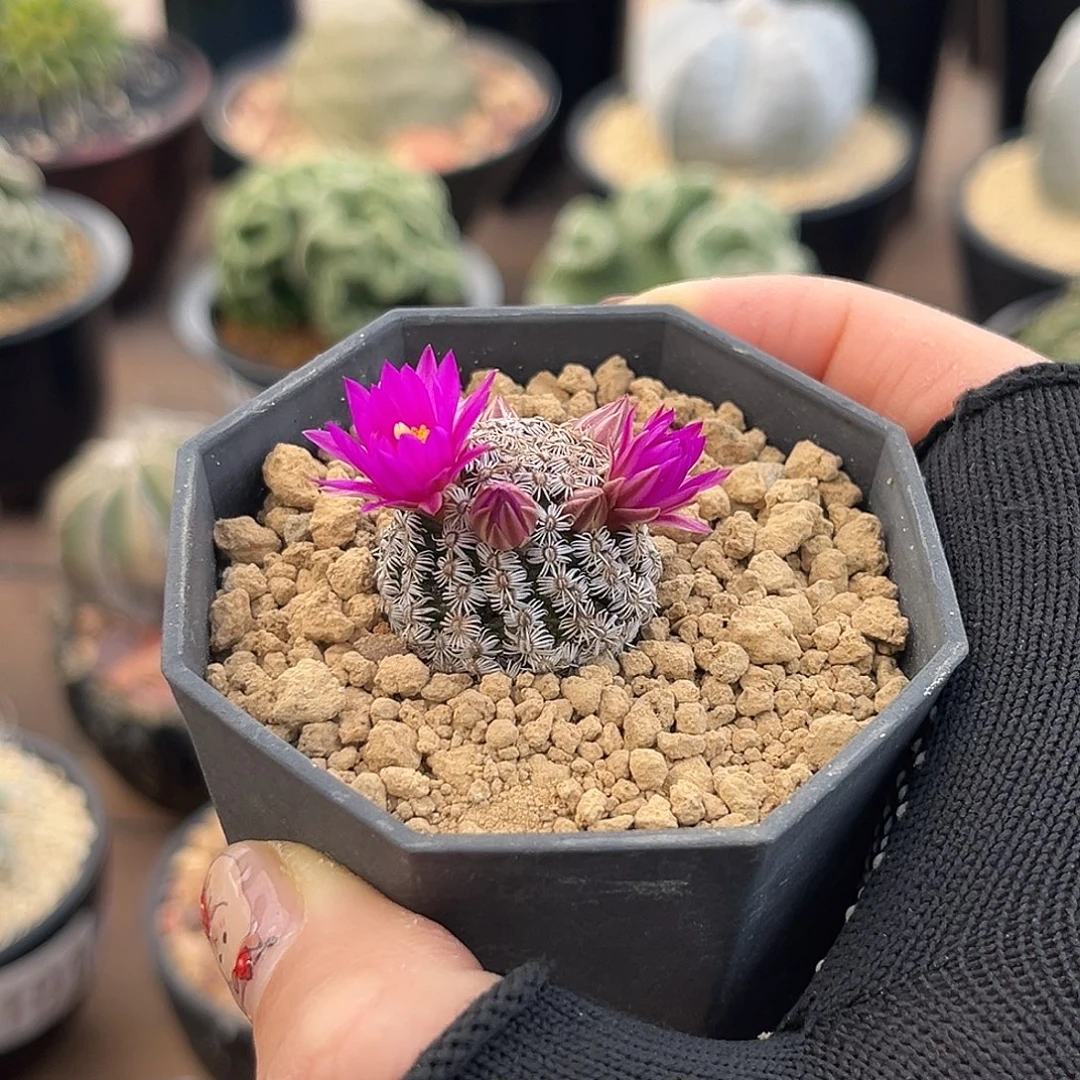 克氏丸Zzzzzzzzzzzzzz