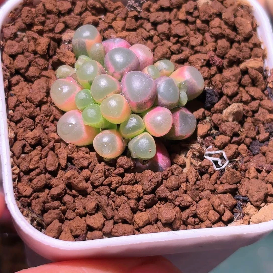 祁182号五十铃玉锦多肉植物锦一物一拍带盆土发货