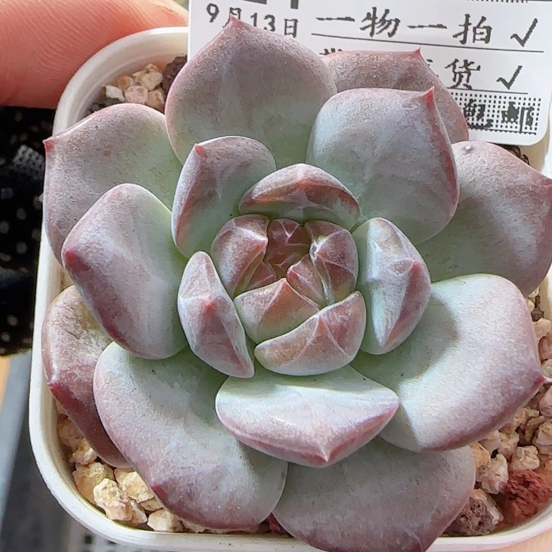 多肉0913-124琥珀天使珍妮