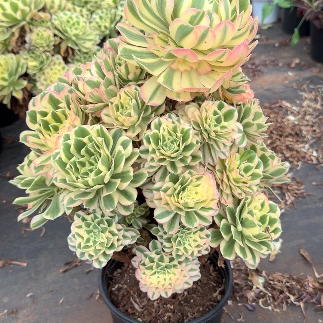 多肉法师，颜宁寄养10月末