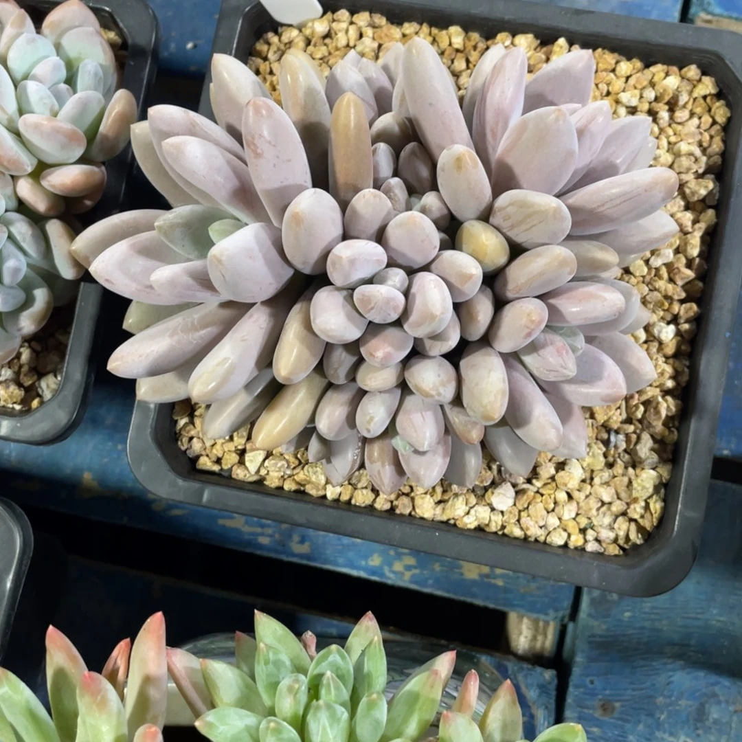 原始鱼一物一拍中通快递