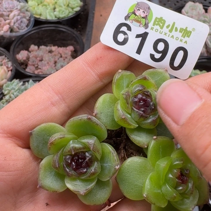 蓝***️多肉植物多肉植物