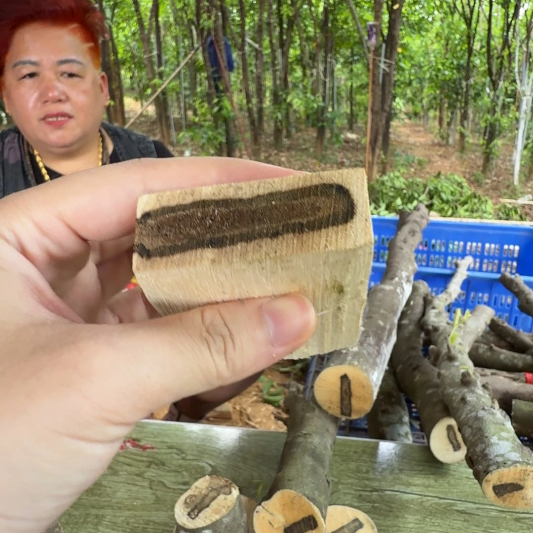 线香奇楠沉香原木