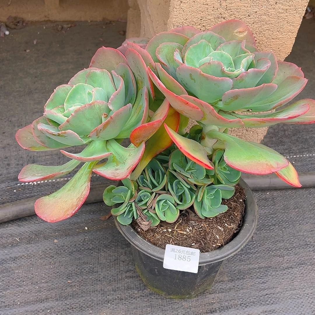 A***佳1885沙琪玛多肉植物多肉