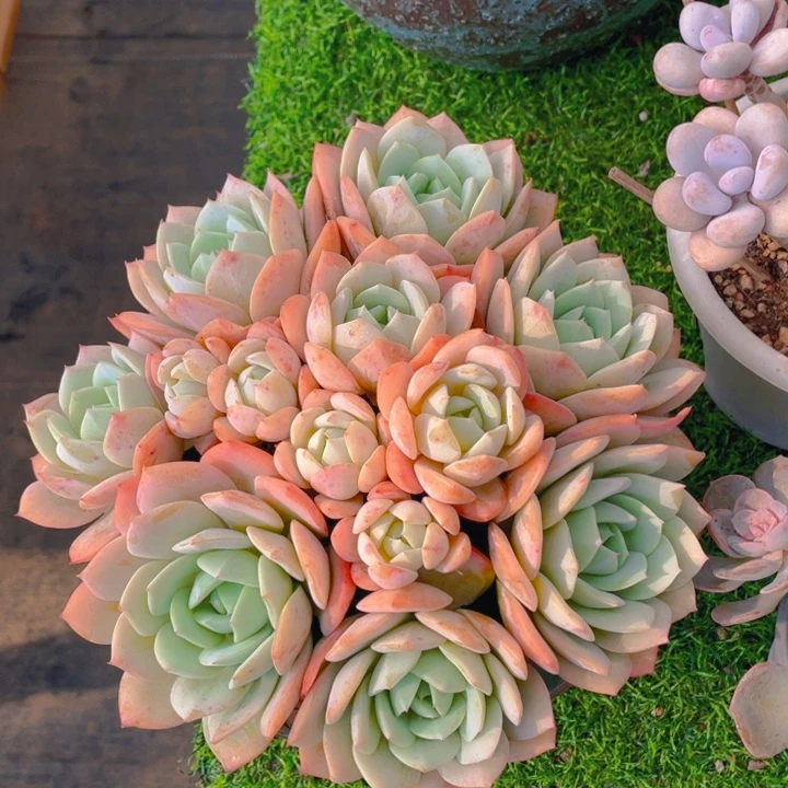 谢谢你的支持00000065