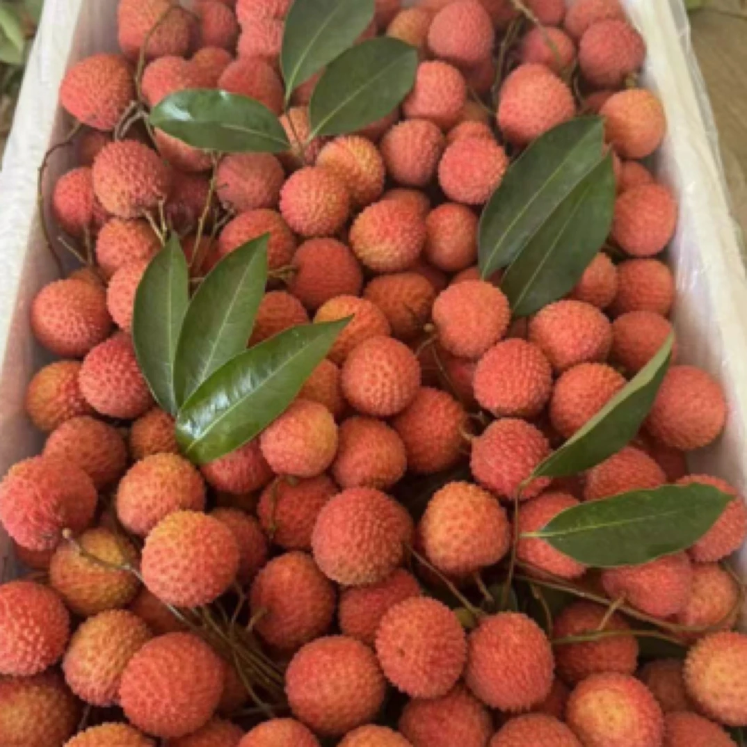 17.7三斤桂味荔枝荔枝同城送广东省