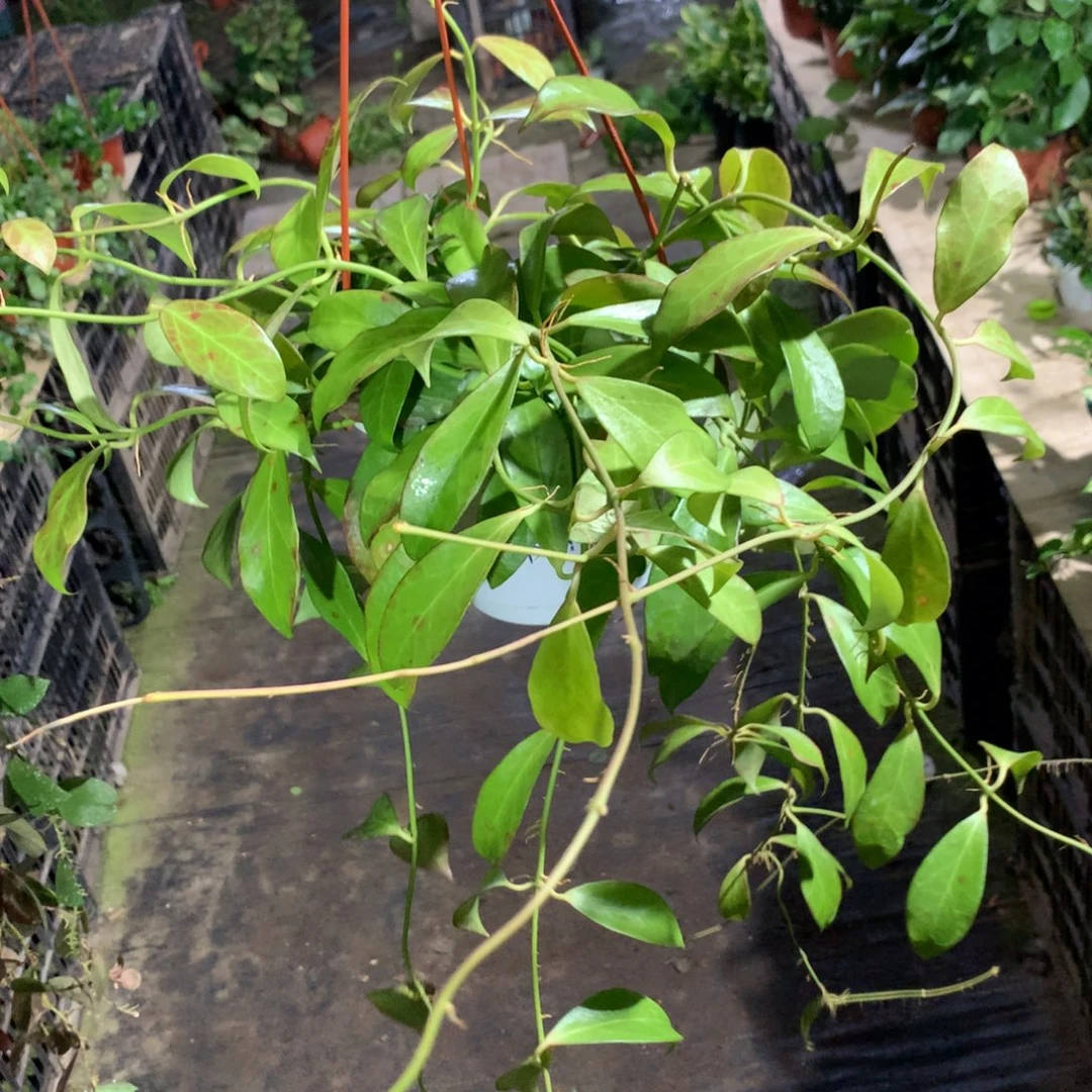 完全开放罗莎球兰大苗