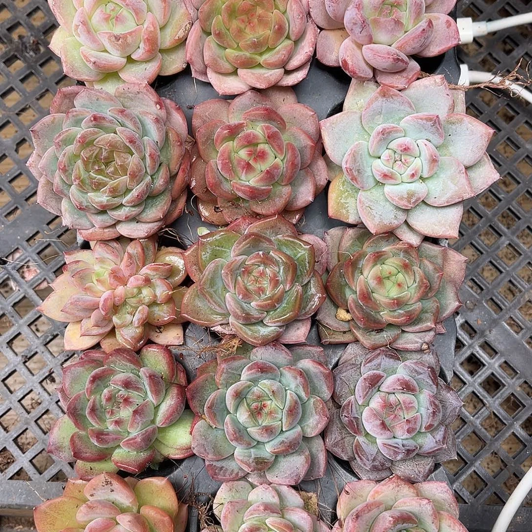 多肉一物一拍19-62