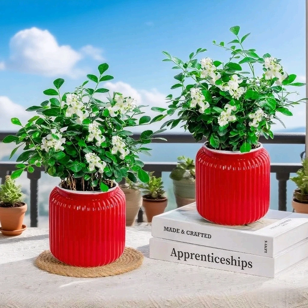 补贴【买一送一】九里香绿植办公室客厅水培小盆栽好养易活四季开花