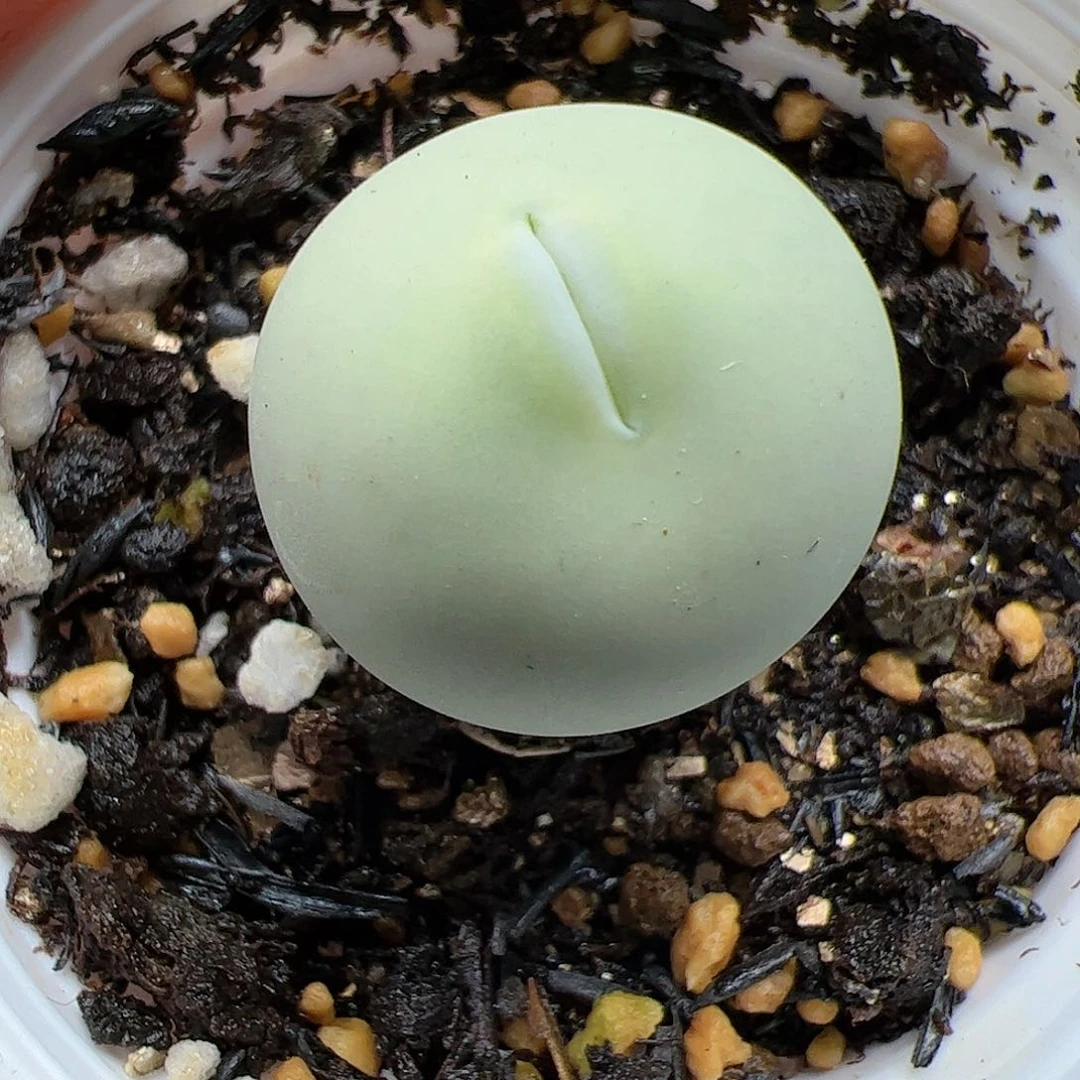 【闪购商品】331 秒