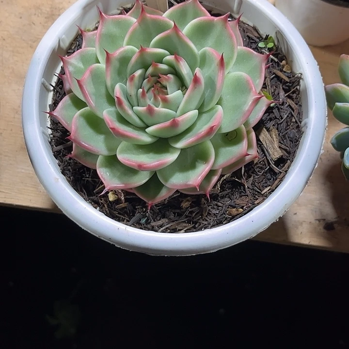 夜***凉000000000000000269