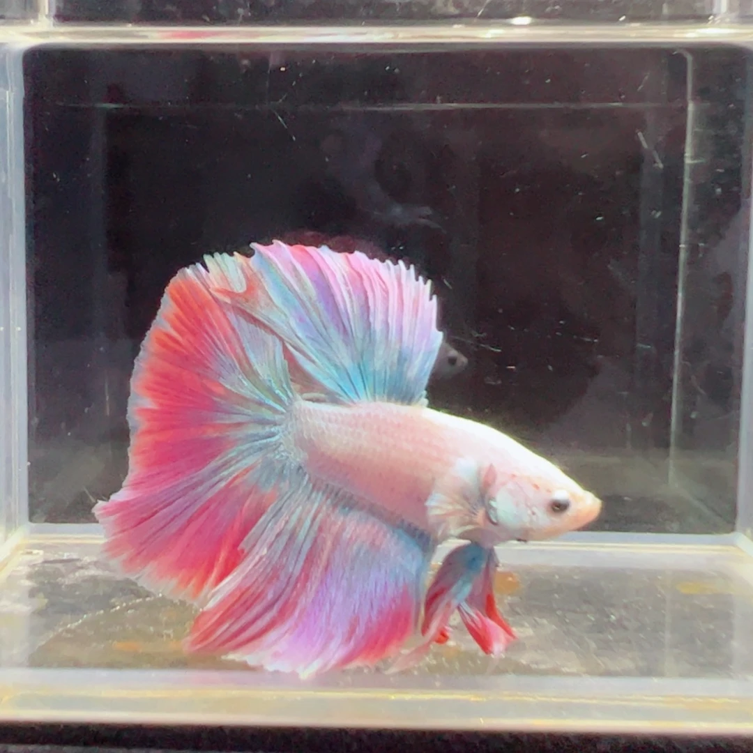 斗鱼浅色仙仙裙特殊尾