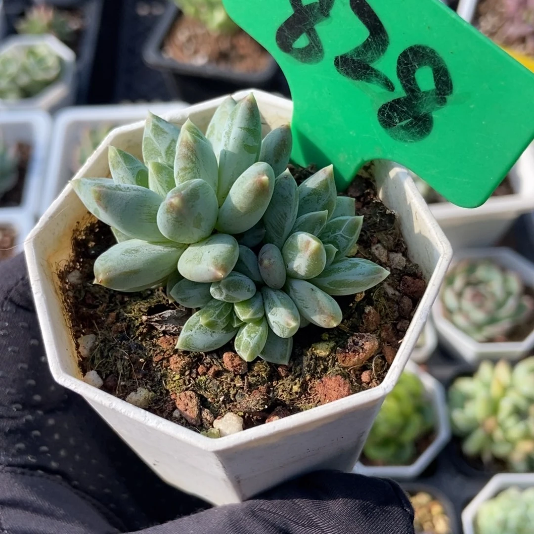 828伊丽莎白多肉植物保护