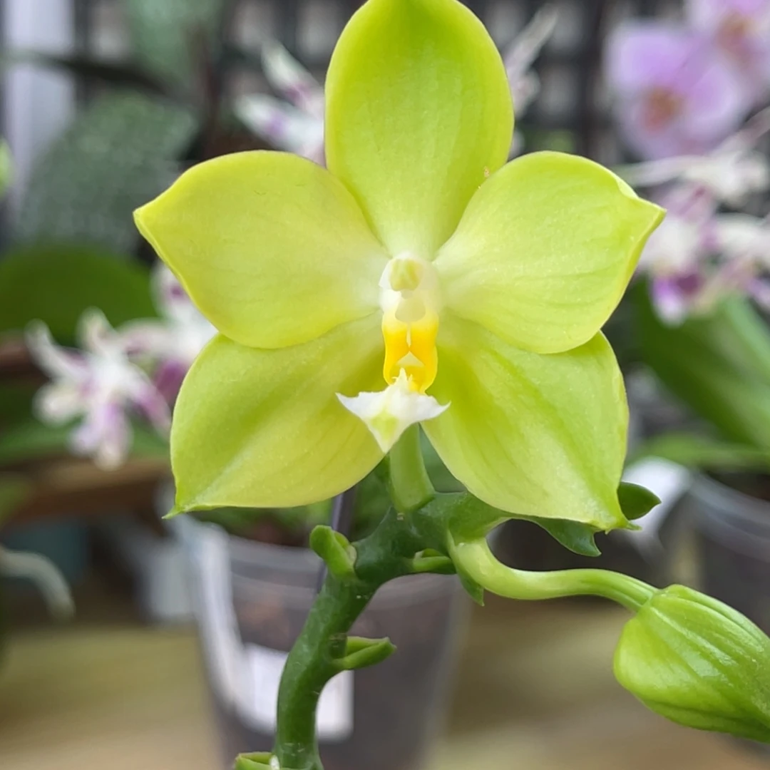 完全开放JG2318-860