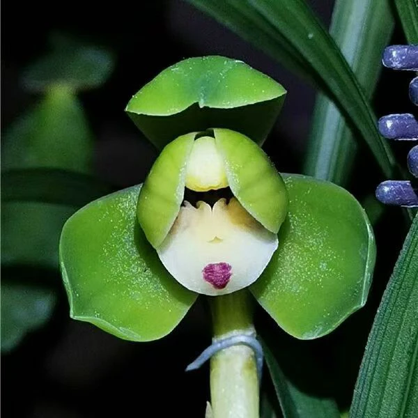 春兰【翠盖荷】春兰矮种名品 小巧精致 荷瓣花型 花香浓郁