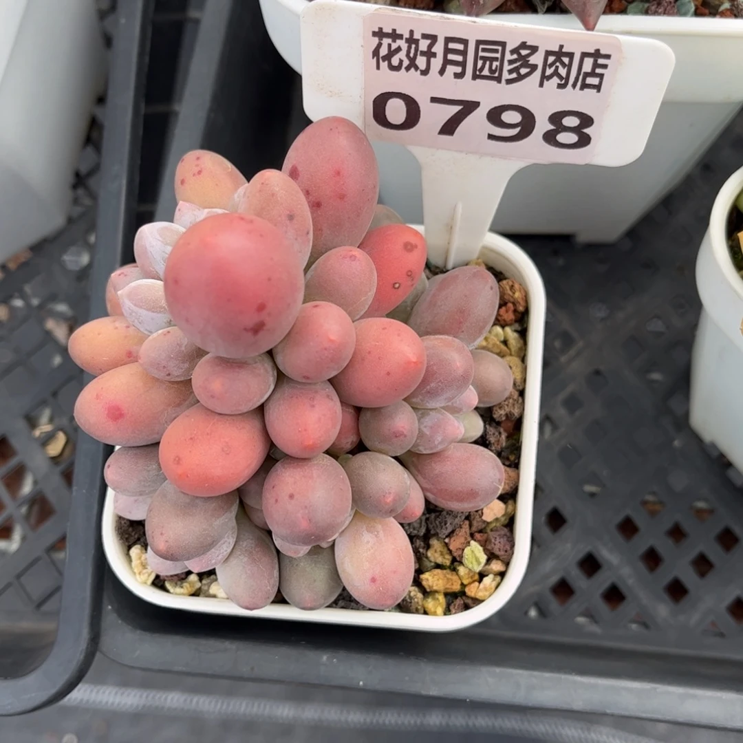 *****多肉植物0798 满30包邮