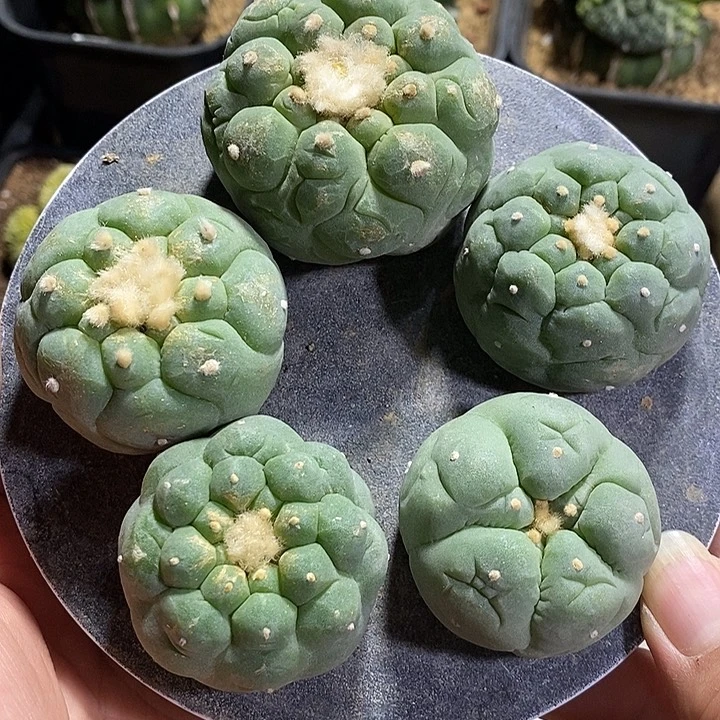 苗落海鲜5颗。已出根。348号