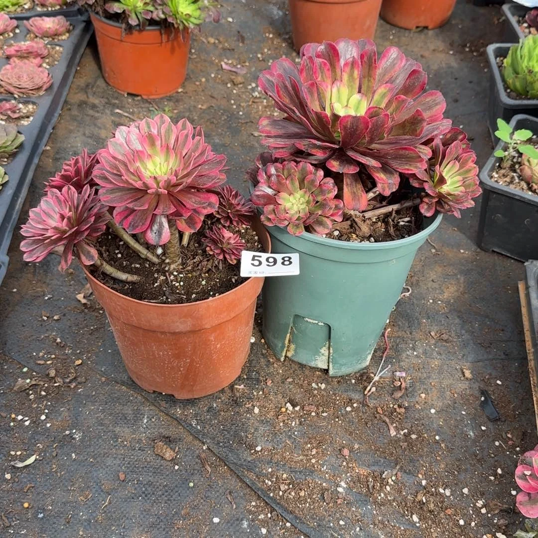 刚***子精品多肉植物0598