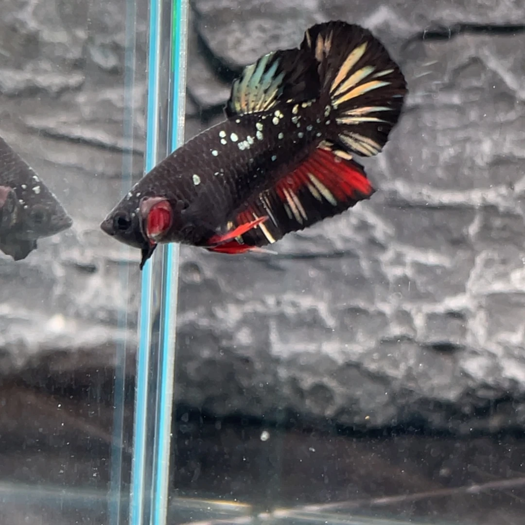 斗鱼黑金将军公鱼