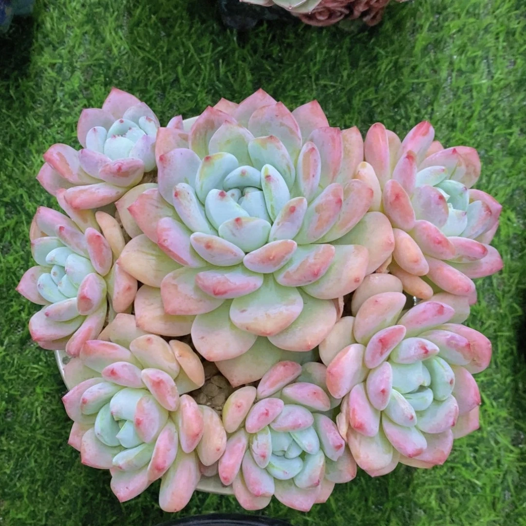 望舒 一物一拍。