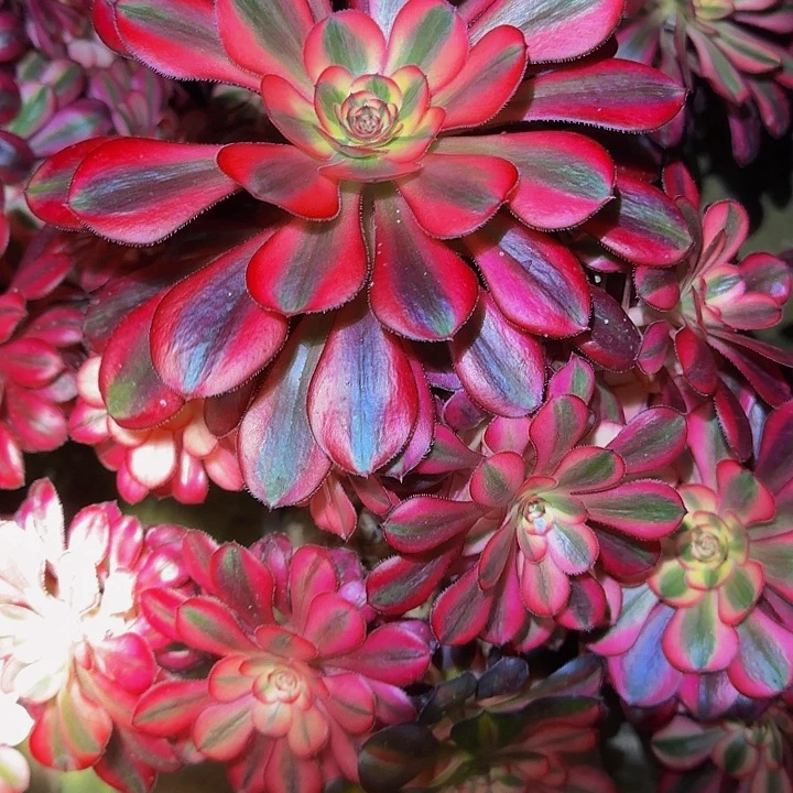 精品香奈儿捧花老桩亏本福利