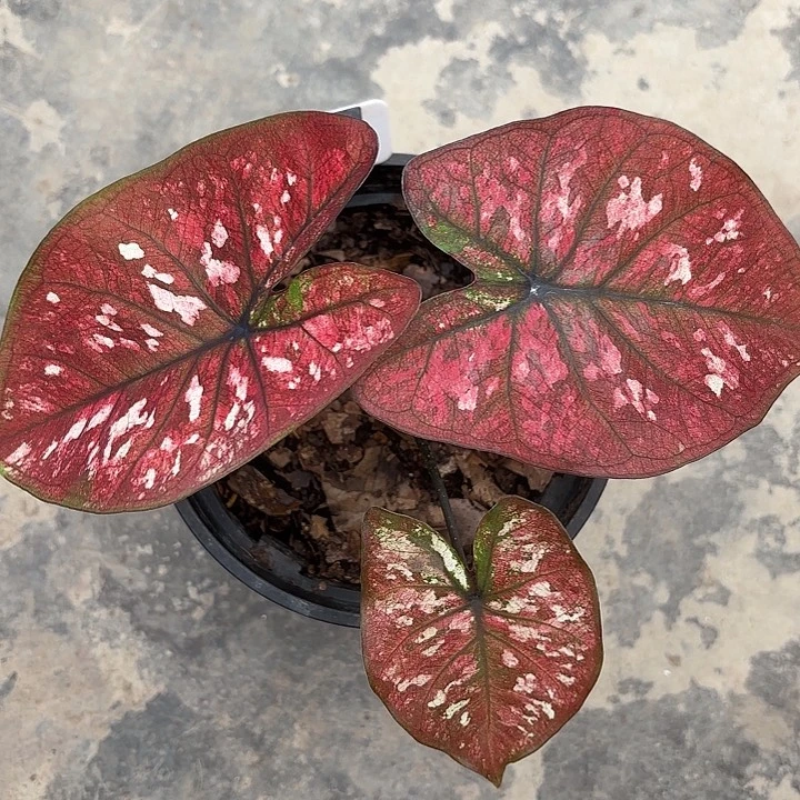 90-0308花木兰彩叶芋广东多肉