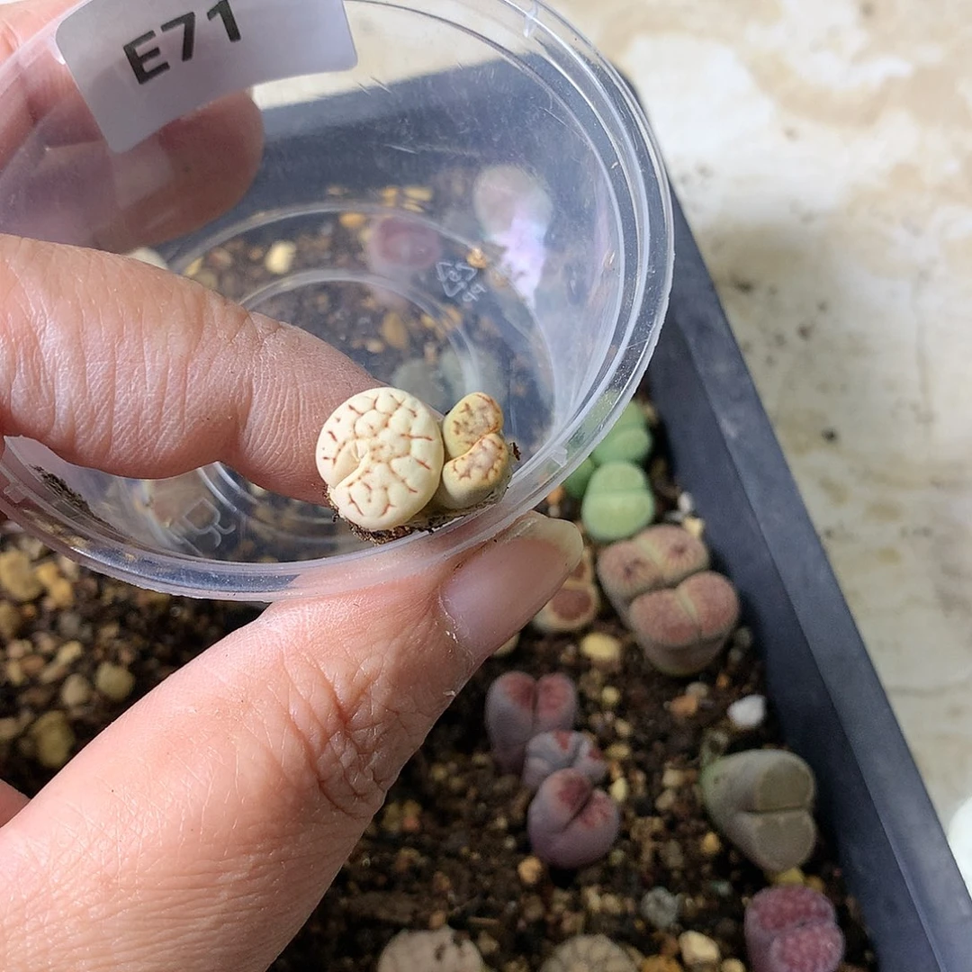 咸*圈E71多肉植物保护研究所
