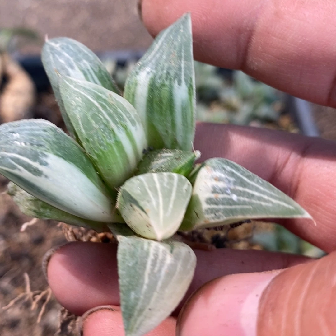 遇***羡548 一颗福利。