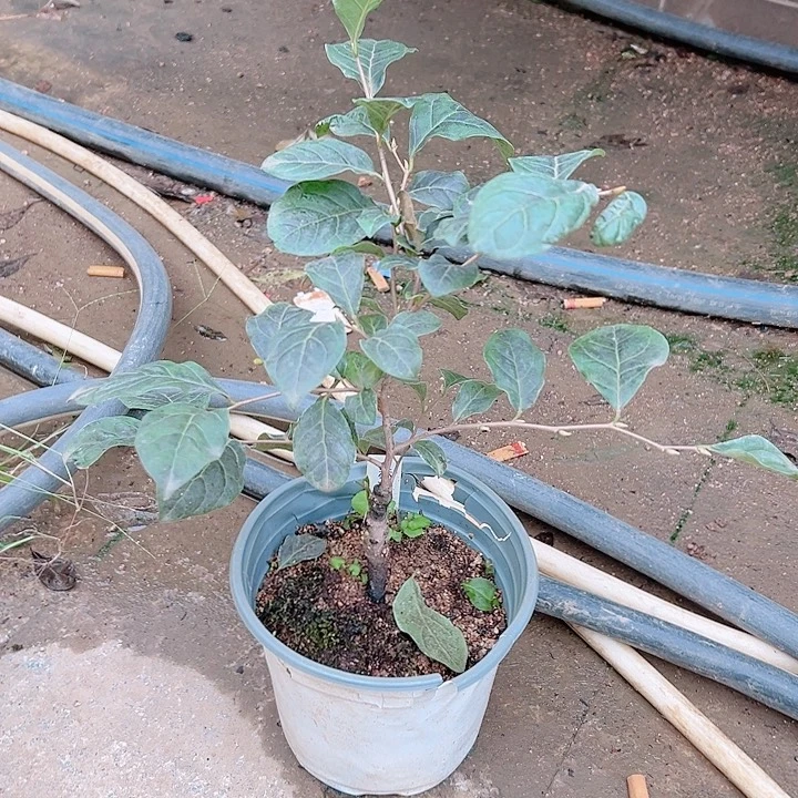 ****詹无花朵哈哈哈哈哈哈哈哈