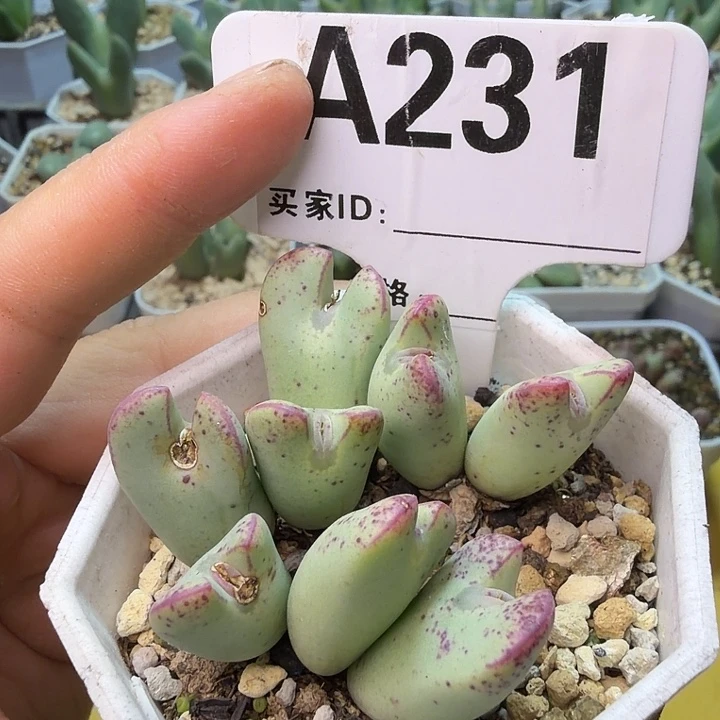 231。满38包邮肉锥