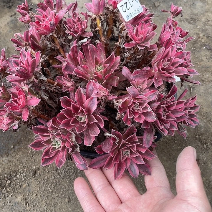 122凤凰锦多肉满20包邮