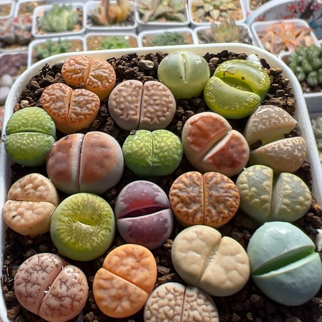 21多肉植物百科植物