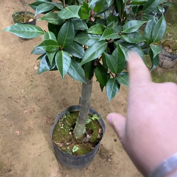 超墨茶花 一物一拍