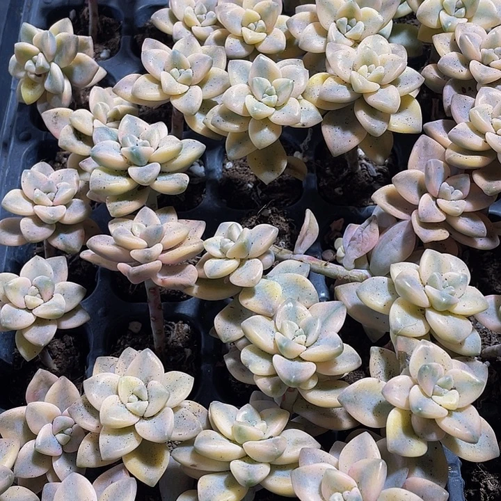 美杏锦1元带土发货