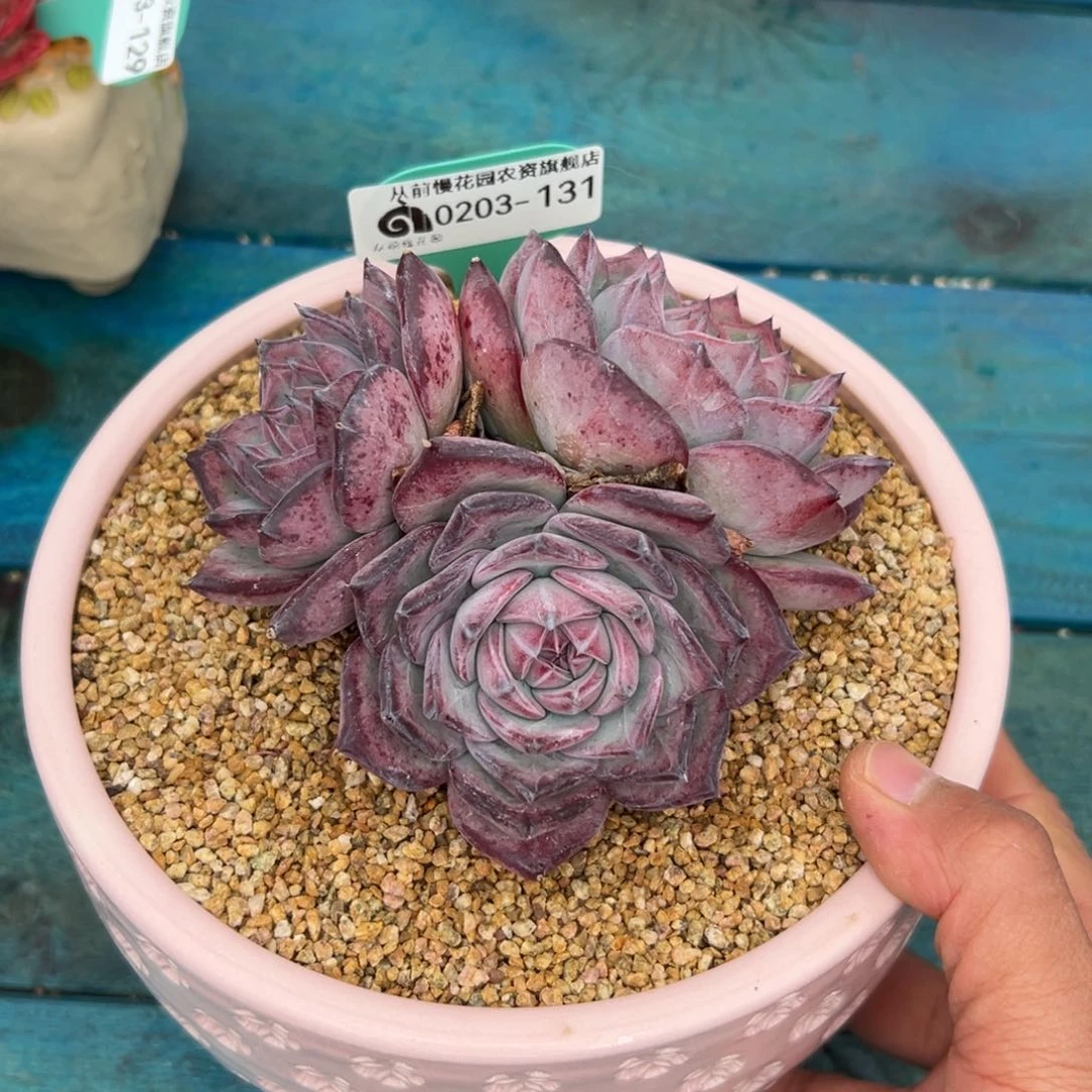 冰*火多肉一物一拍0203-131