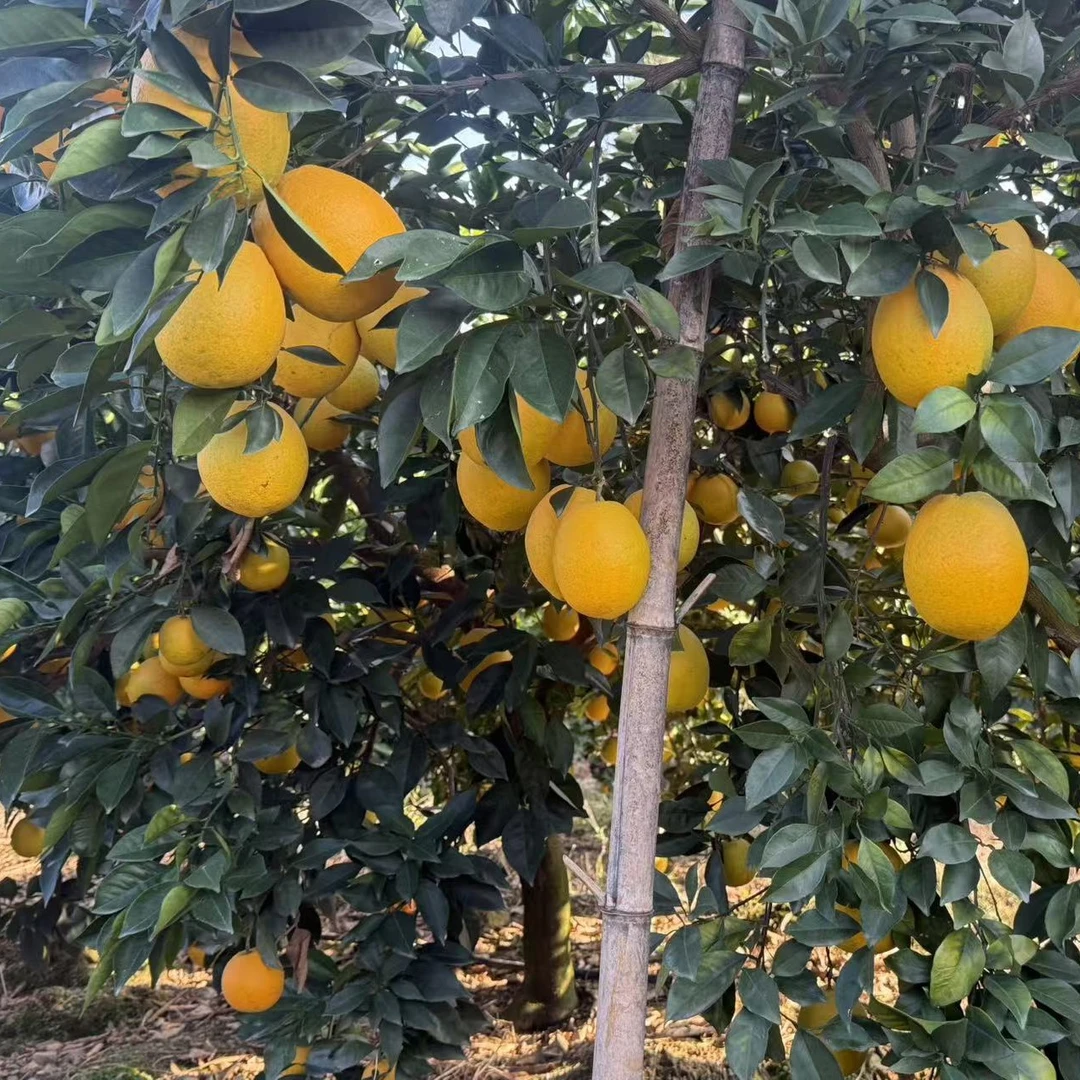 正宗赣南脐橙新鲜现摘香甜爆汁应季水果产地直发