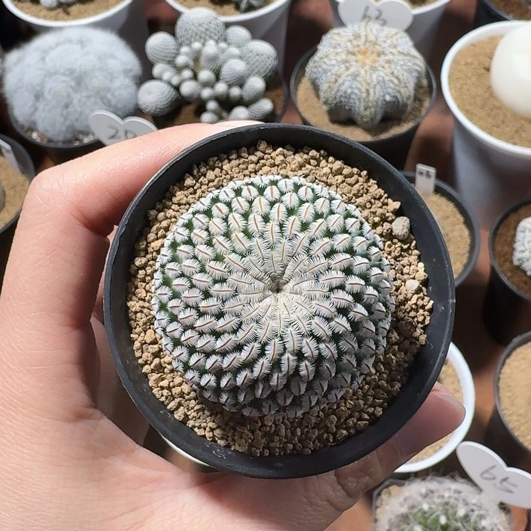 小***瓜白斜子仙人球12345