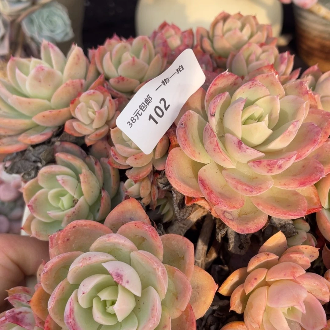 102丝绸面纱群生多肉植物