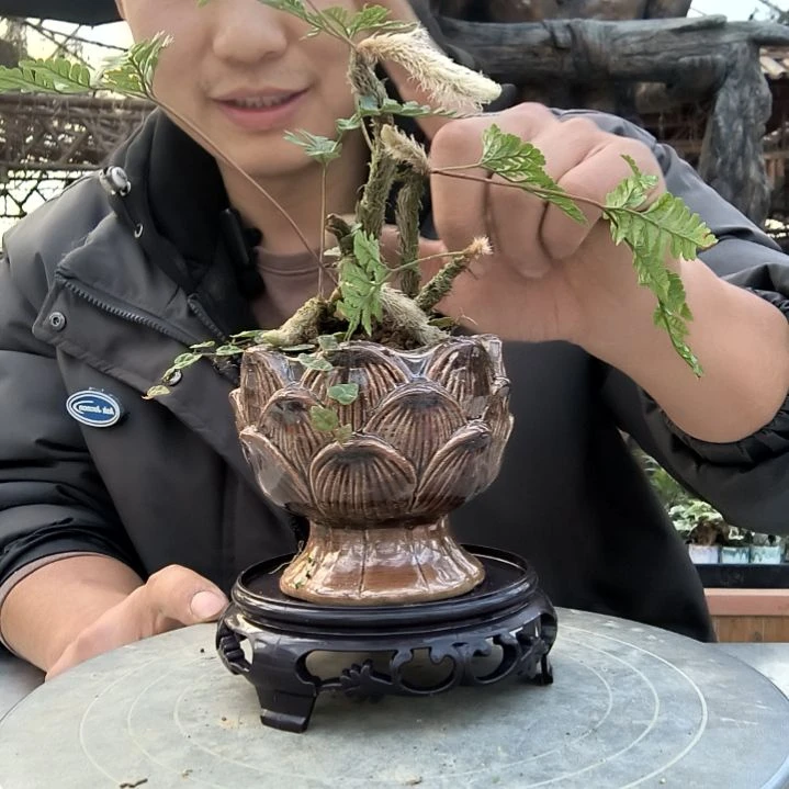 我**静小盆景小植物一物一拍171