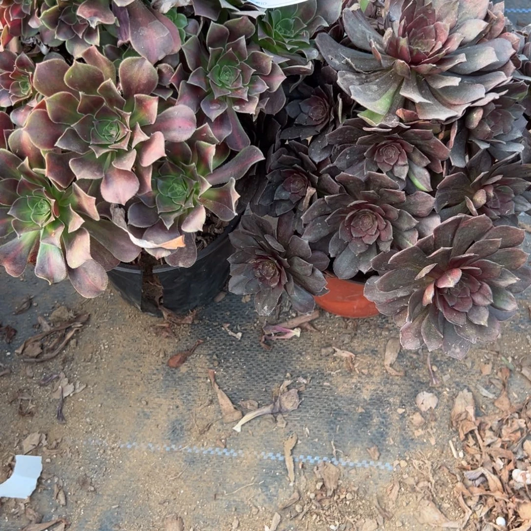 醉***垣262两颗组合多肉植物法师多肉