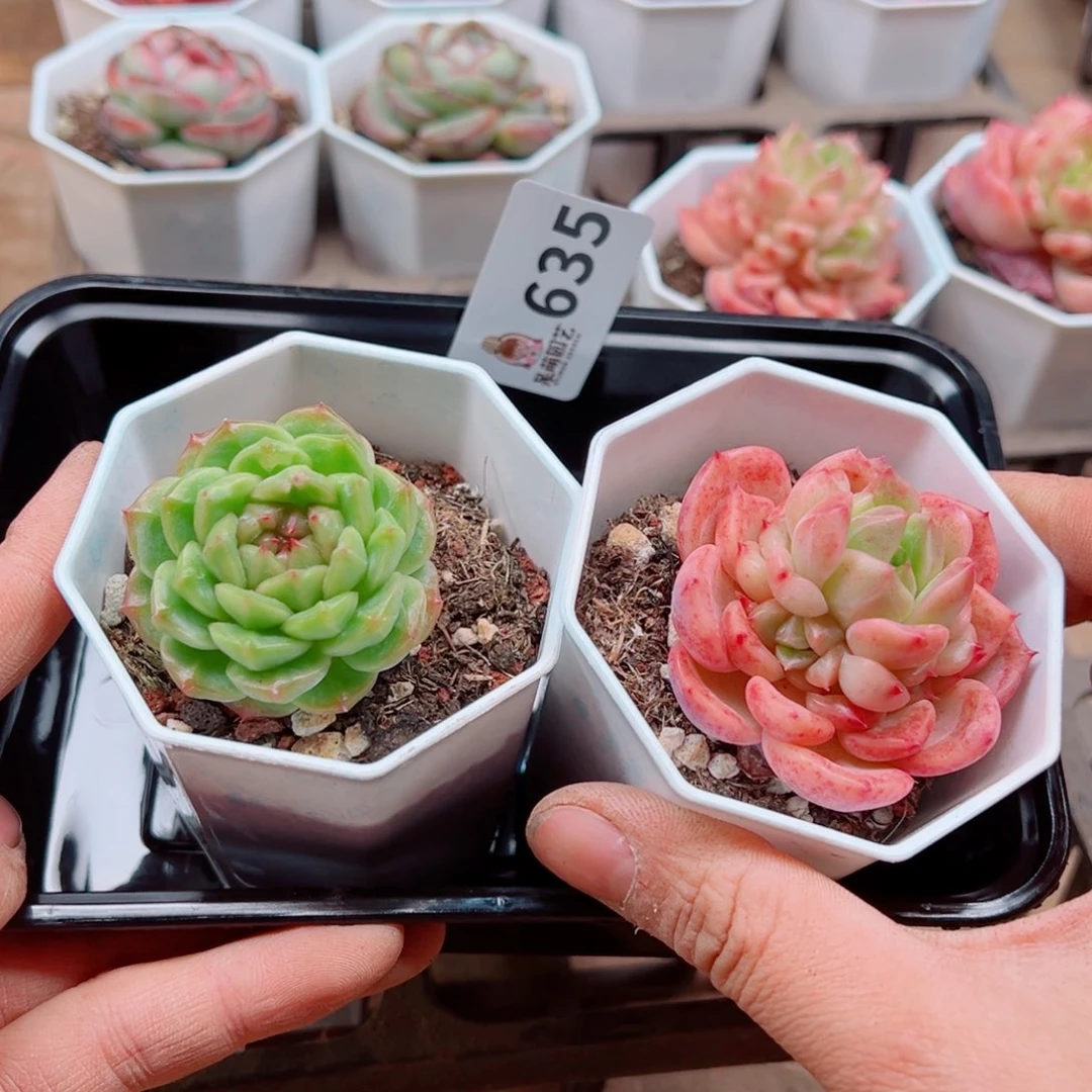 当前无花朵，栽培后可花朵