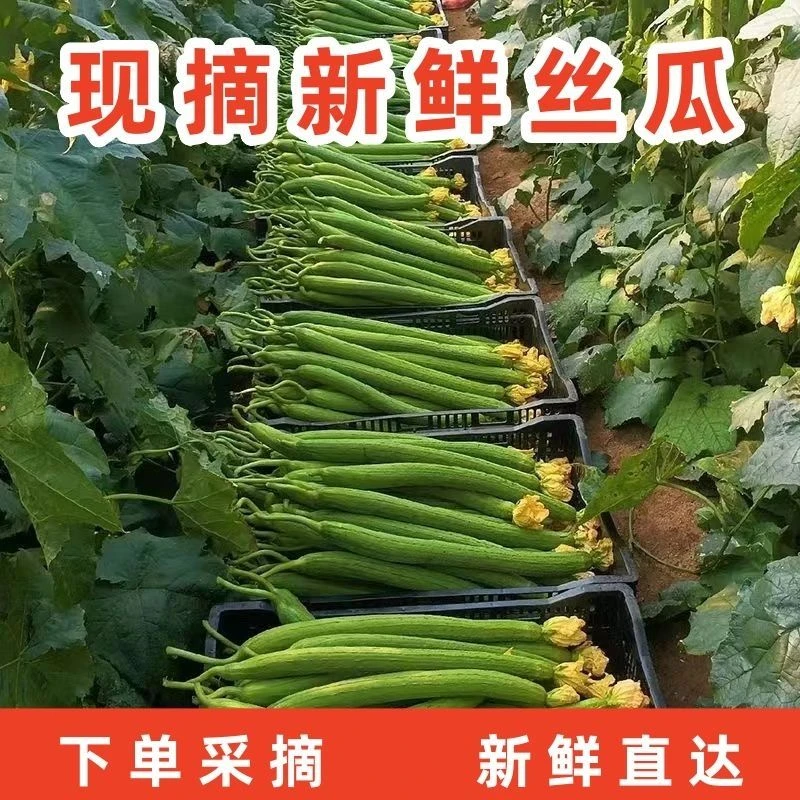 河南农家新鲜鲜嫩丝瓜应季时令季青皮无丝丝瓜长丝瓜绿色清香