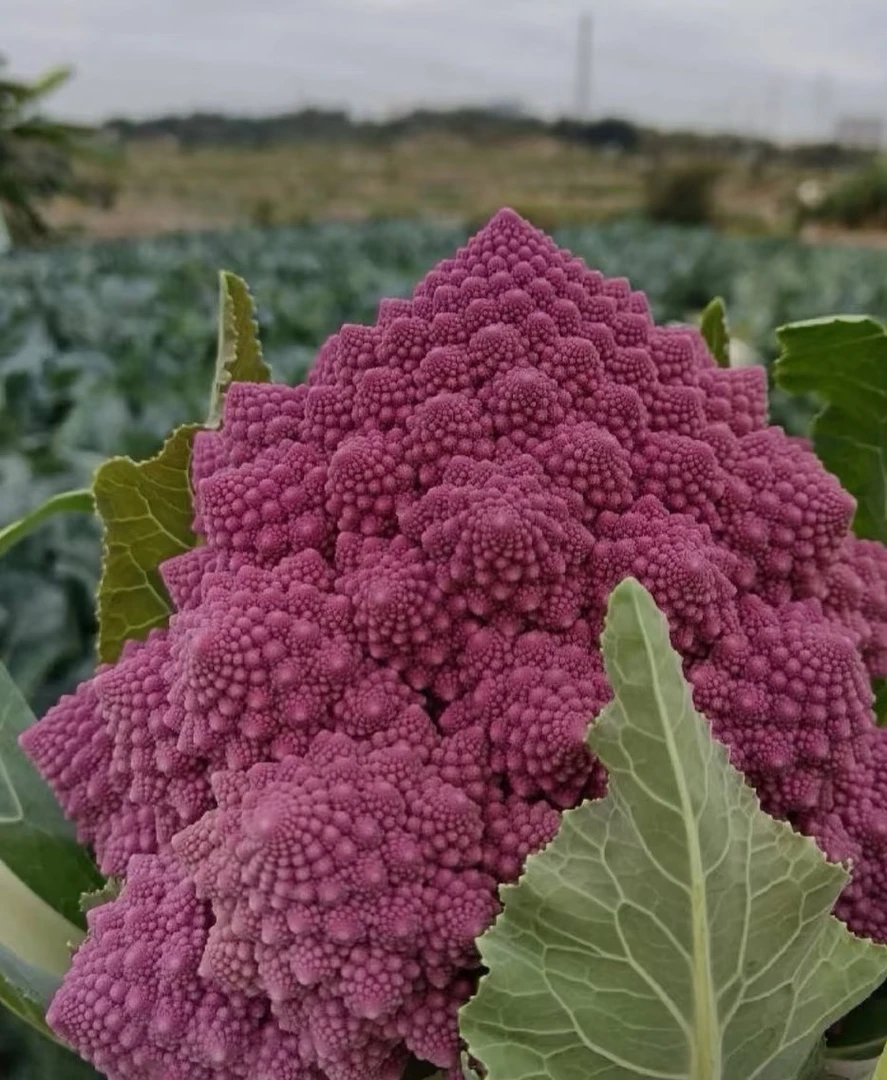 【罗马花椰菜种子】四季种植盆栽地栽阳台小院种植